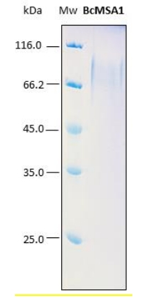SDS-PAGE analysis (15%) of 10 μL of recombinant BcMSA1. Purity is > 95% as determined by gel electrophoresis.